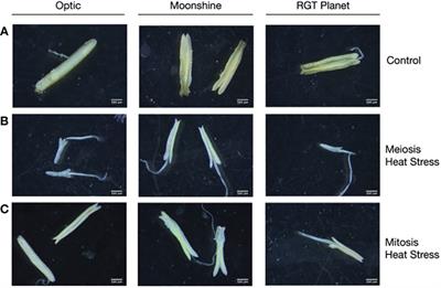 Heat stress responses vary during floret development in European spring barley cultivars